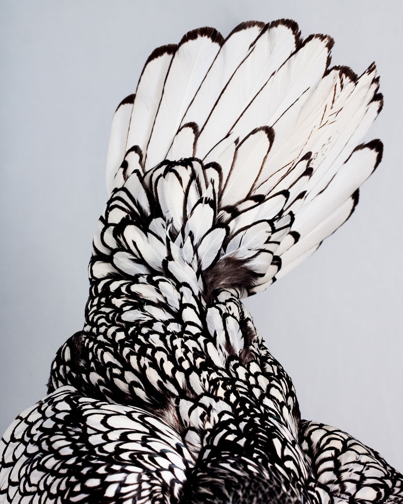 How to Raise Chickens for Farm-Fresh Eggs