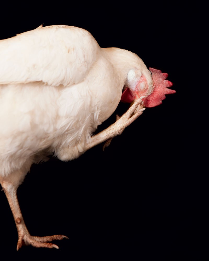 How to Raise Chickens for Farm-Fresh Eggs