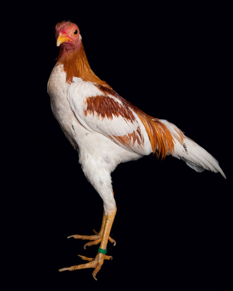 How to Raise Chickens for Farm-Fresh Eggs