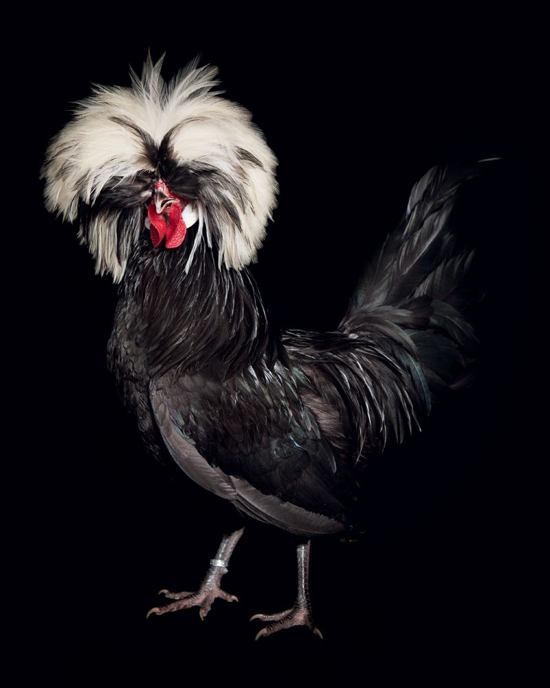 How to Raise Chickens for Farm-Fresh Eggs