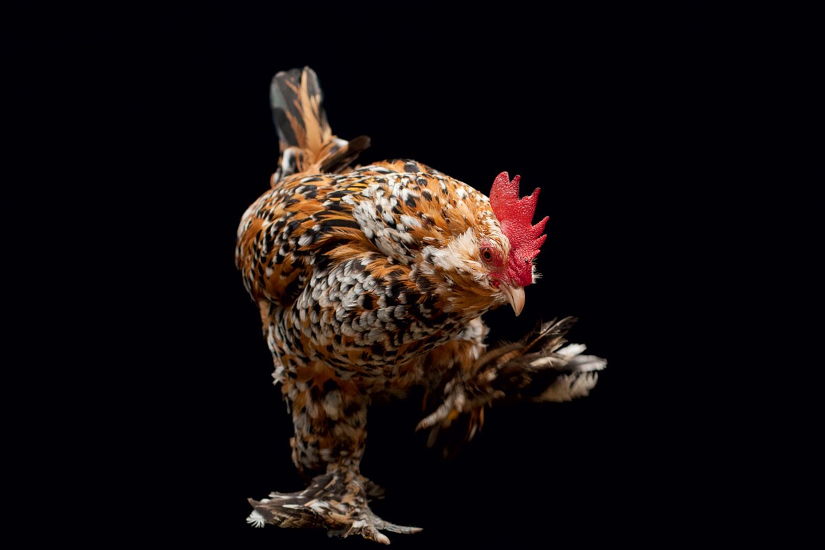 How to Raise Chickens for Farm-Fresh Eggs