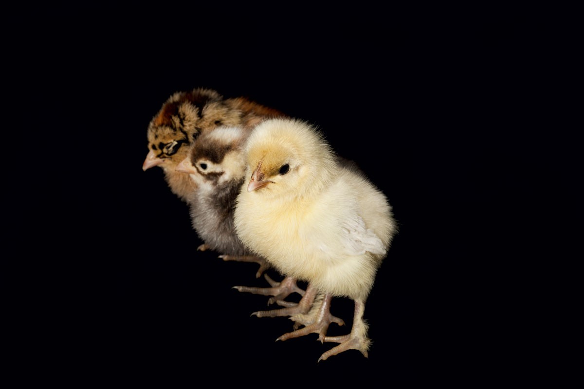 How to Raise Chickens for Farm-Fresh Eggs