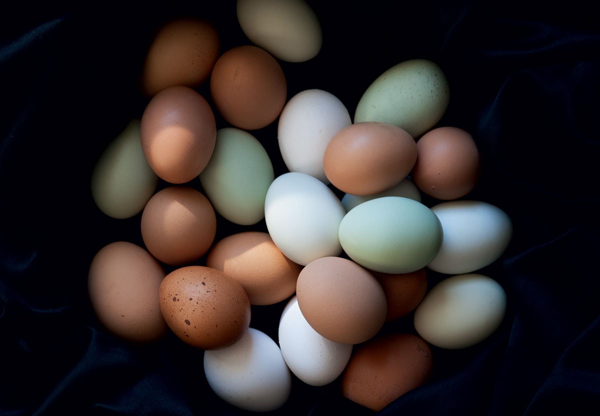 How to Raise Chickens for Farm-Fresh Eggs