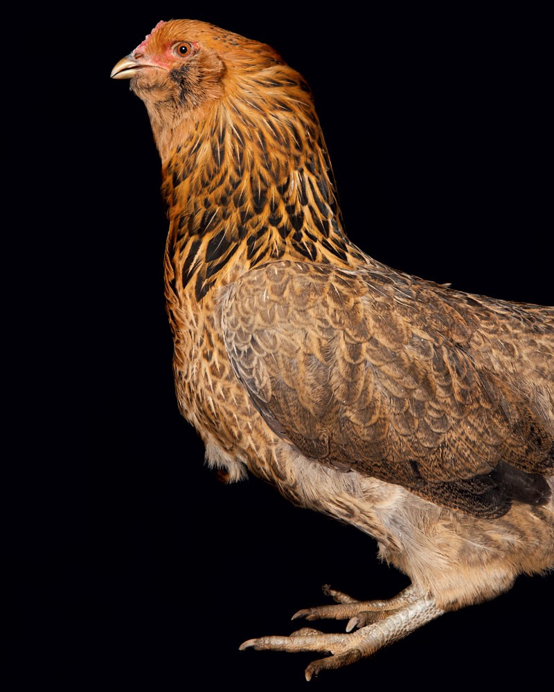 How to Raise Chickens for Farm-Fresh Eggs