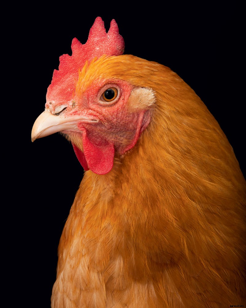 How to Raise Chickens for Farm-Fresh Eggs