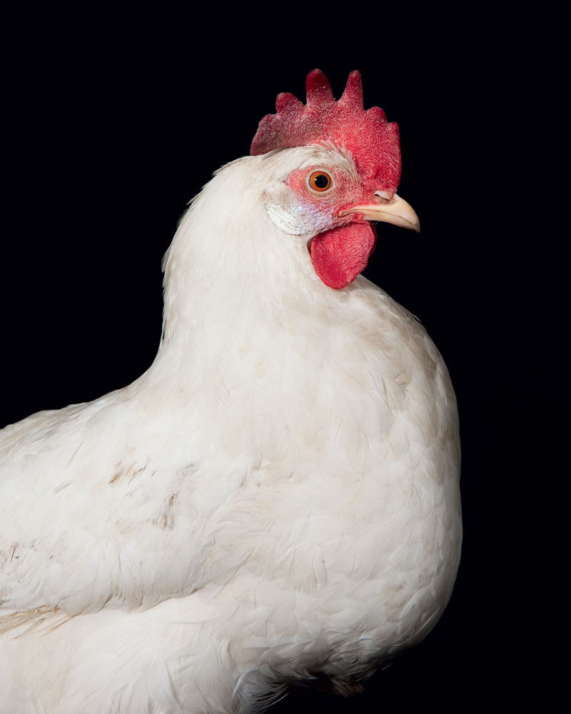 How to Raise Chickens for Farm-Fresh Eggs