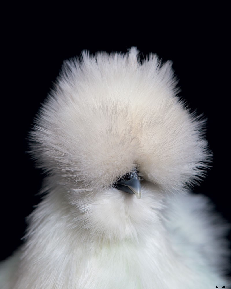 How to Raise Chickens for Farm-Fresh Eggs