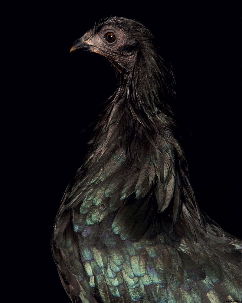 How to Raise Chickens for Farm-Fresh Eggs