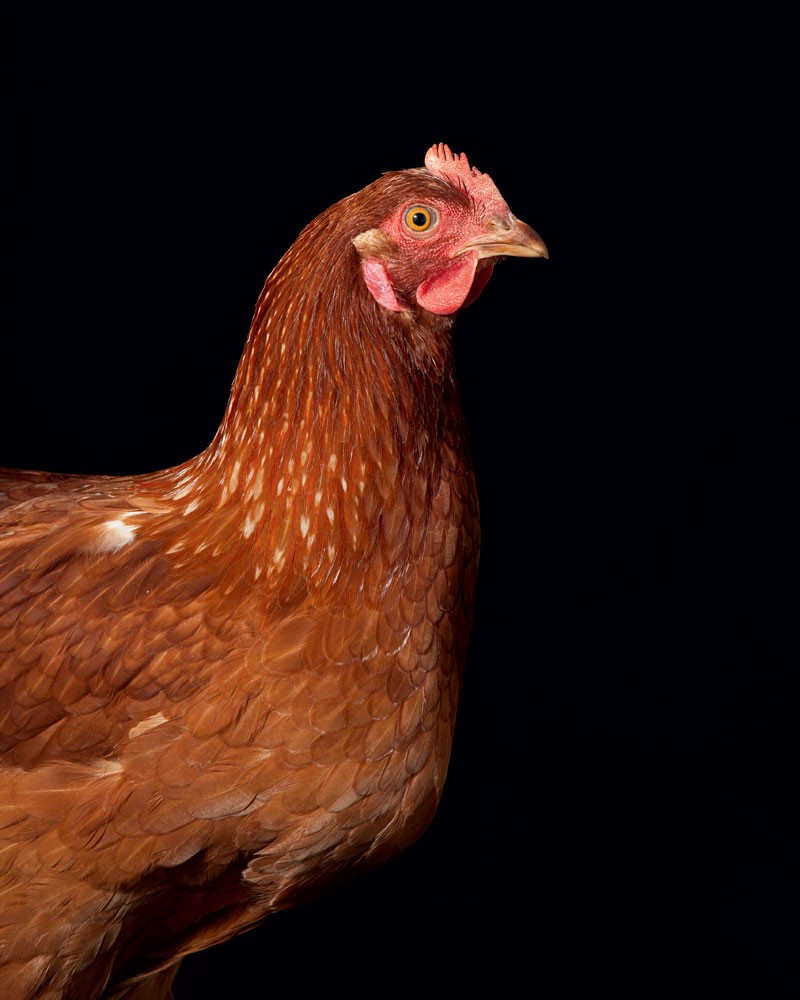 How to Raise Chickens for Farm-Fresh Eggs