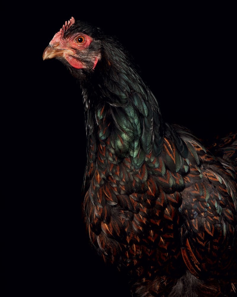 How to Raise Chickens for Farm-Fresh Eggs