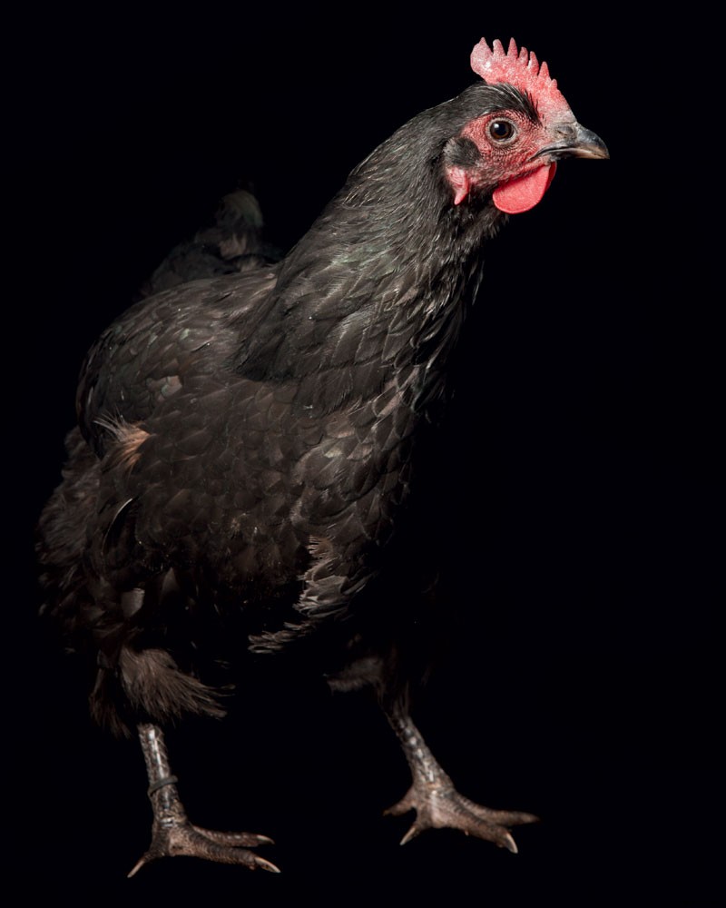 How to Raise Chickens for Farm-Fresh Eggs