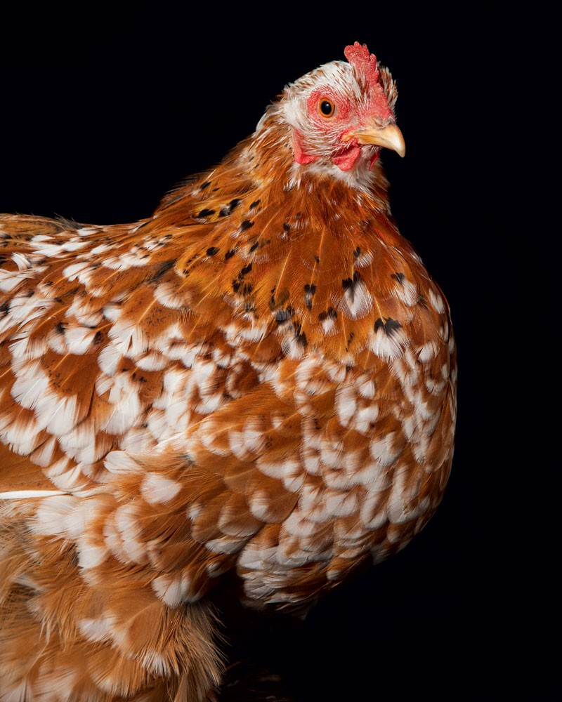 How to Raise Chickens for Farm-Fresh Eggs