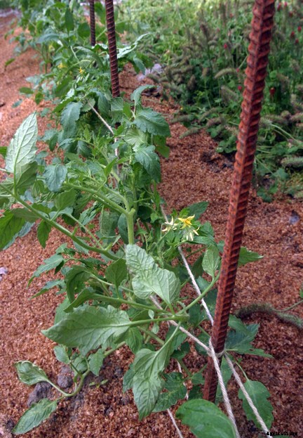How to Trellis Tomatoes Fast with a Florida Weave