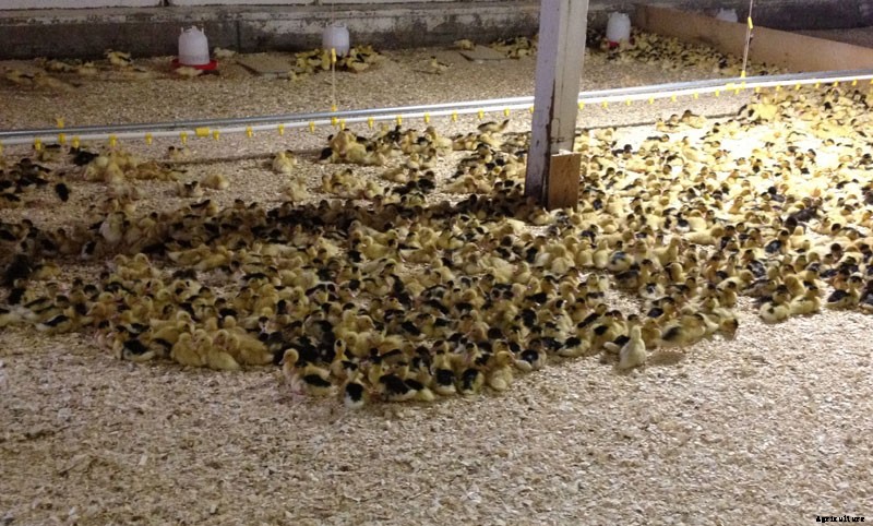 Farm Confessional: How I Learned to Stop Worrying and Love the Foie