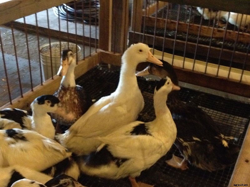 Farm Confessional: How I Learned to Stop Worrying and Love the Foie