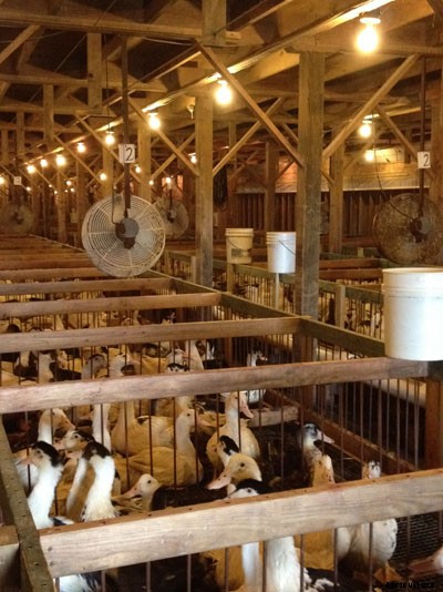 Farm Confessional: How I Learned to Stop Worrying and Love the Foie