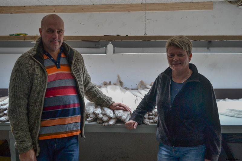 Mink on the Brink: The Troubles Facing Fur Farmers in Denmark