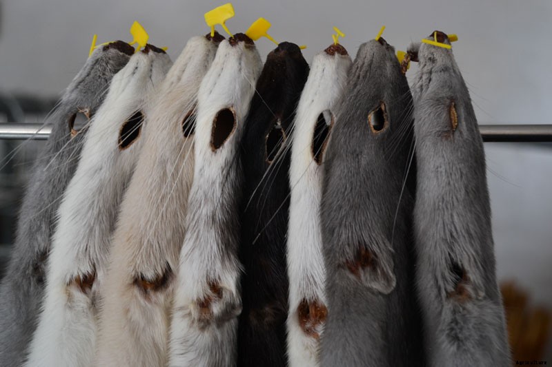 Mink on the Brink: The Troubles Facing Fur Farmers in Denmark