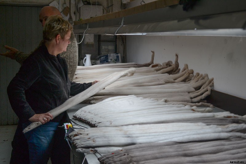 Mink on the Brink: The Troubles Facing Fur Farmers in Denmark