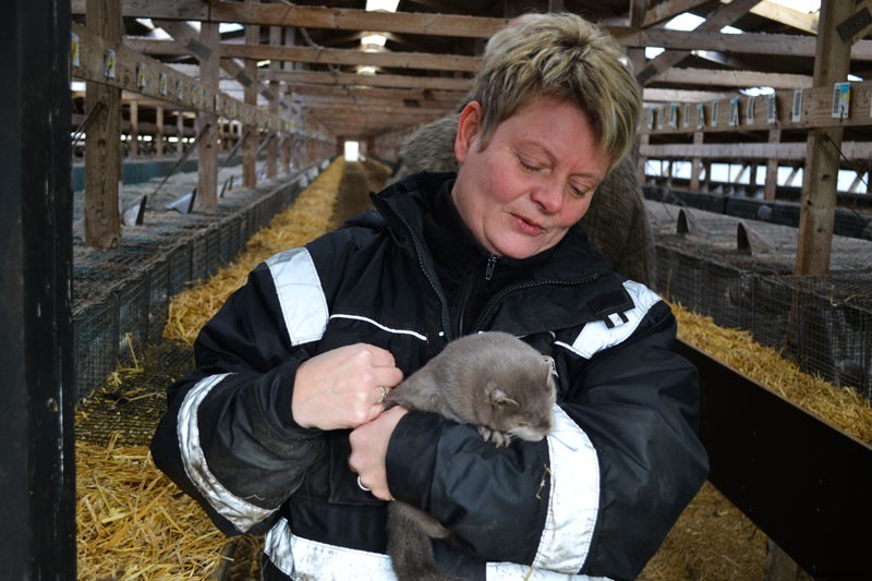 Mink on the Brink: The Troubles Facing Fur Farmers in Denmark
