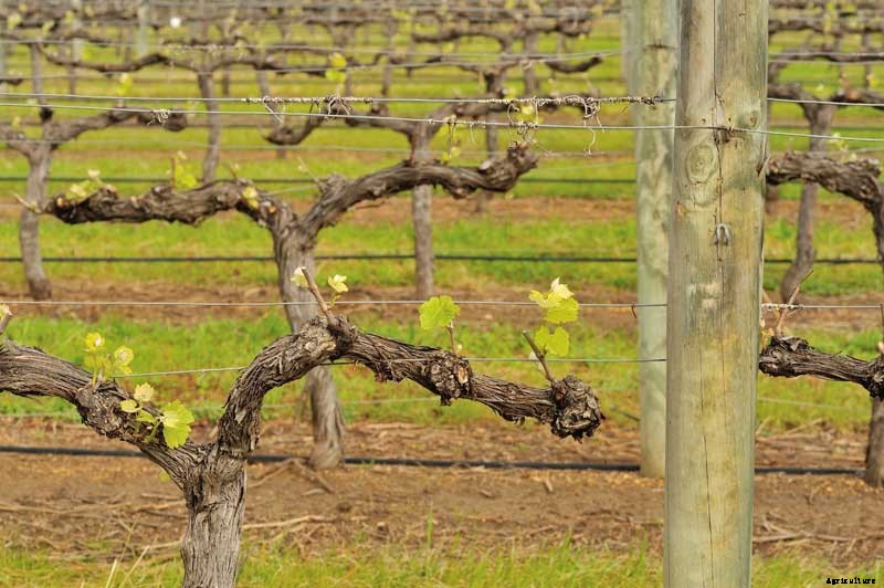 Winter How-To: Tips for Pruning Grapevines