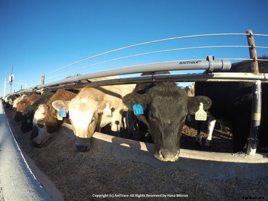 Luddites, Beware: These 5 Livestock Wearables Are the Future