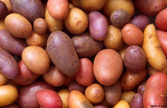 A Guide to the Roots and Tubers You Didn’t Know You Loved