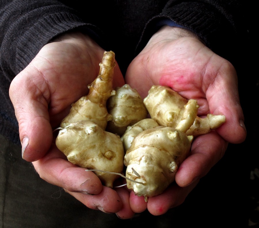 A Guide to the Roots and Tubers You Didn’t Know You Loved