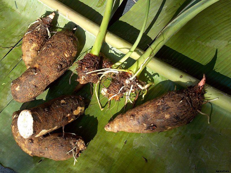 A Guide to the Roots and Tubers You Didn’t Know You Loved