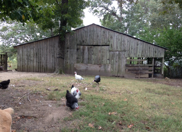 Wait, Who’s Selling This Tennessee Farmhouse? A Horse, of Course!