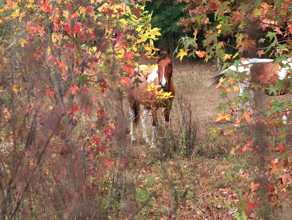 Wait, Who’s Selling This Tennessee Farmhouse? A Horse, of Course!