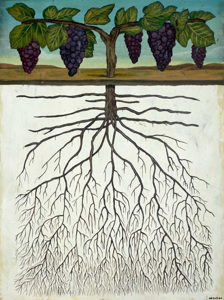 The Benefits of Dry-Farming Wine”For the Palate and the Planet