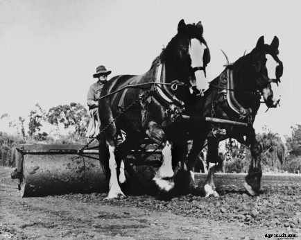 Dang! Draft Horses are Amazingly Strong. Like, Can-Pull-a-Semi-Truck Strong.