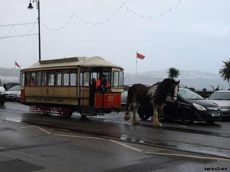 Dang! Draft Horses are Amazingly Strong. Like, Can-Pull-a-Semi-Truck Strong.