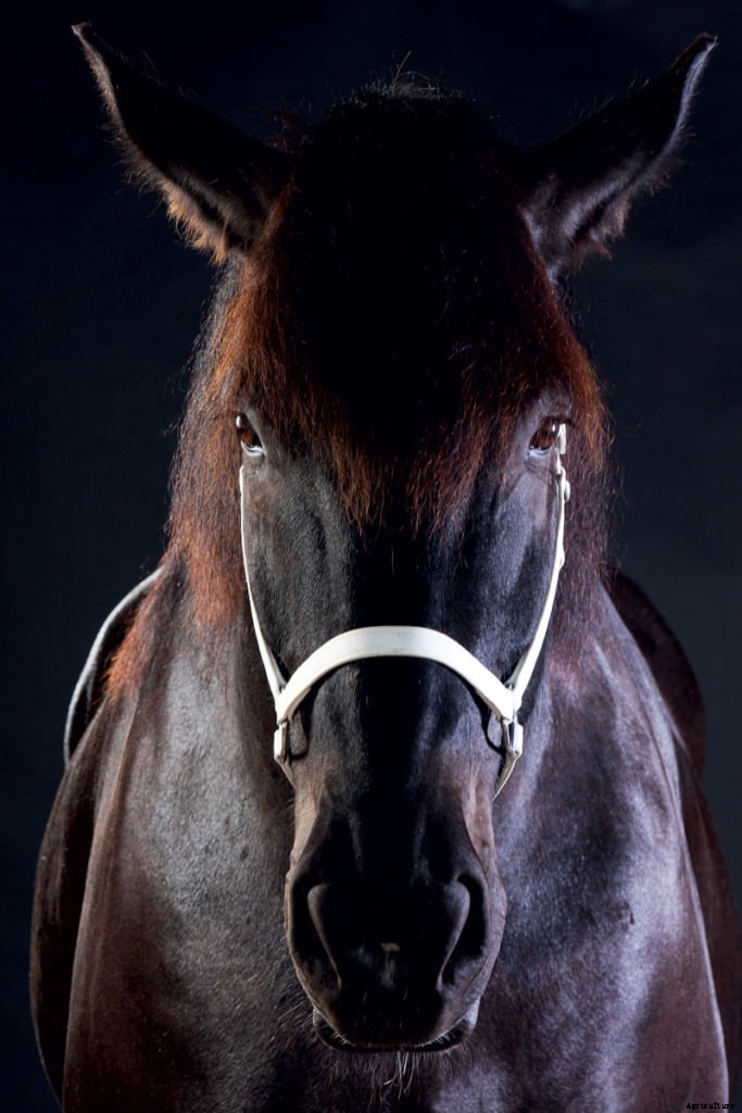 Harness the Power of Draft Horses