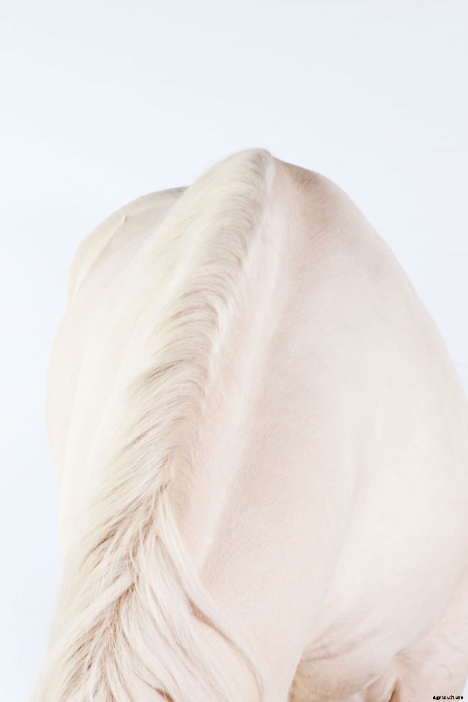 Harness the Power of Draft Horses