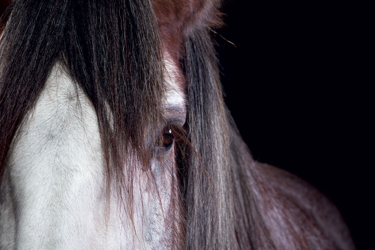 Harness the Power of Draft Horses