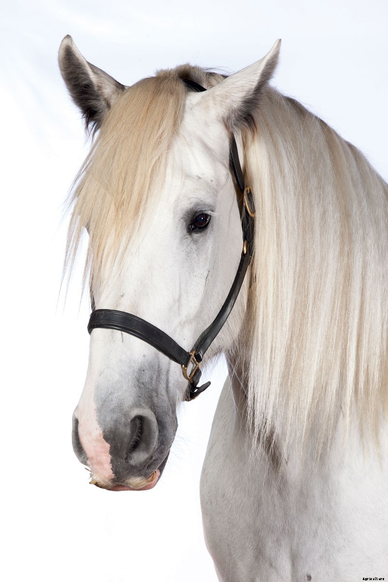 Harness the Power of Draft Horses