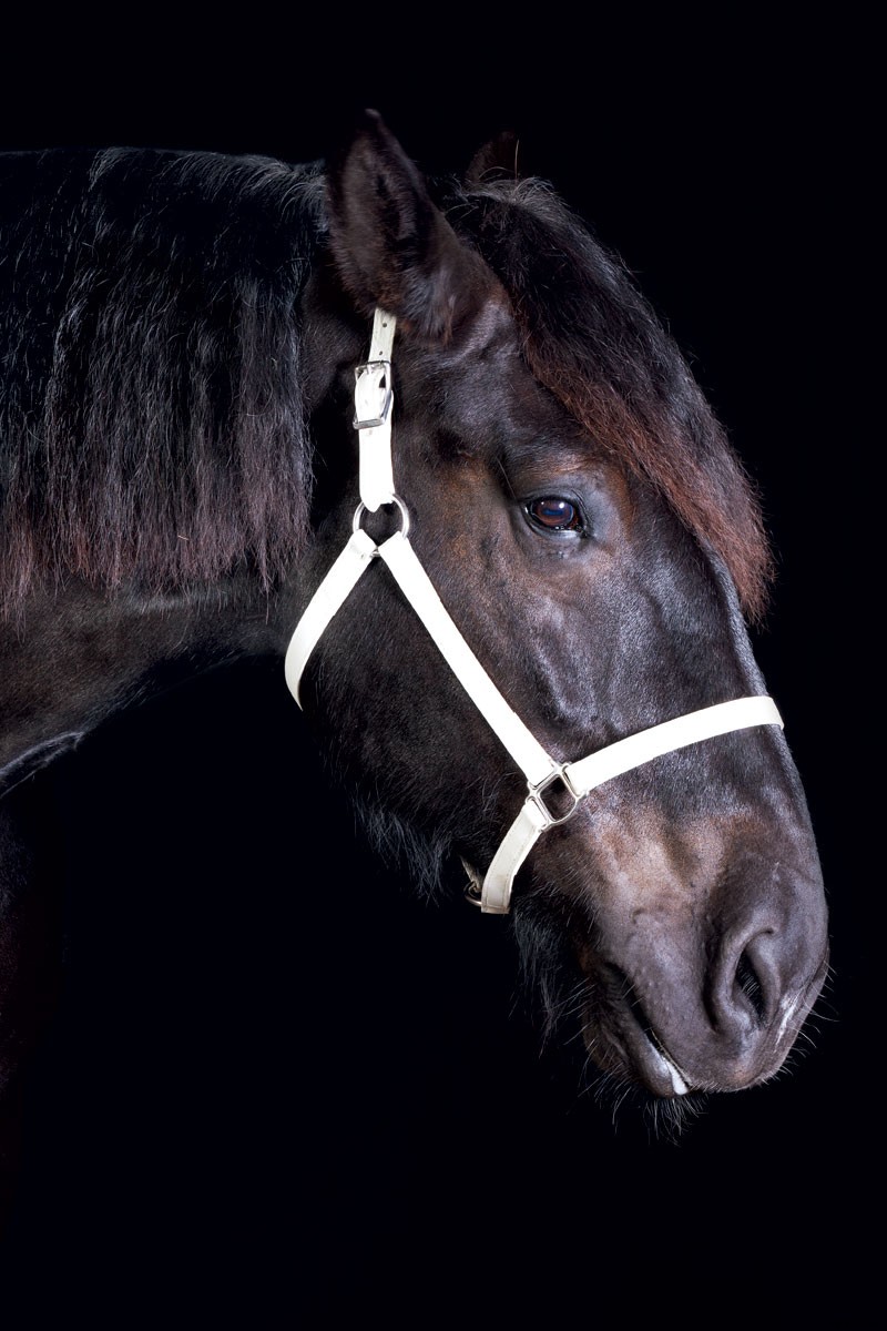 Harness the Power of Draft Horses