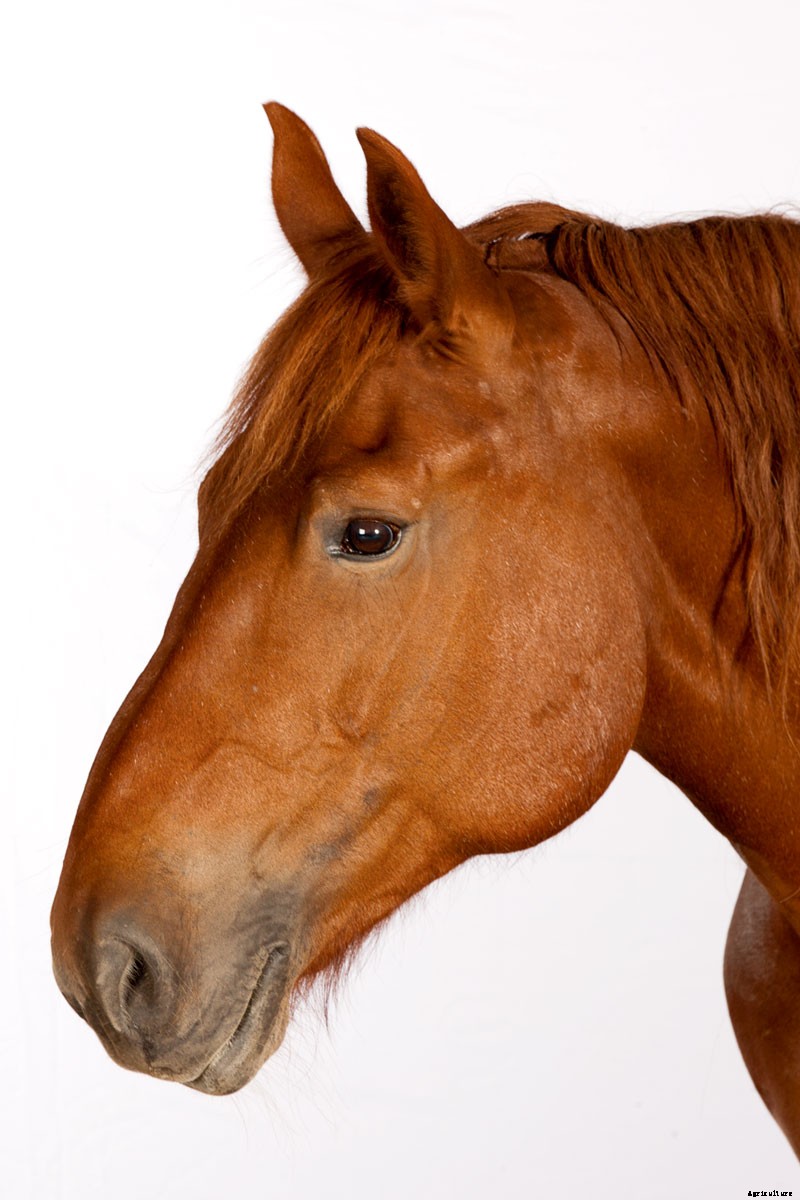 Harness the Power of Draft Horses