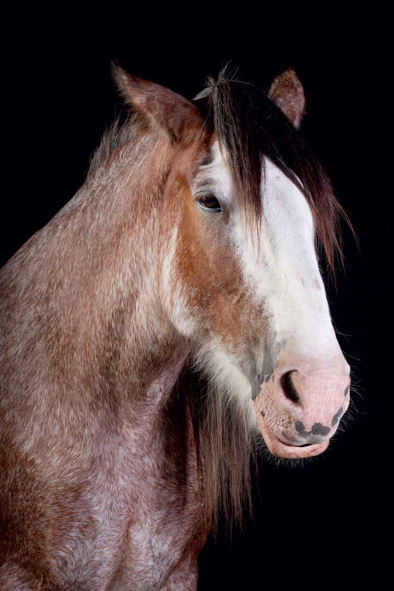 Harness the Power of Draft Horses