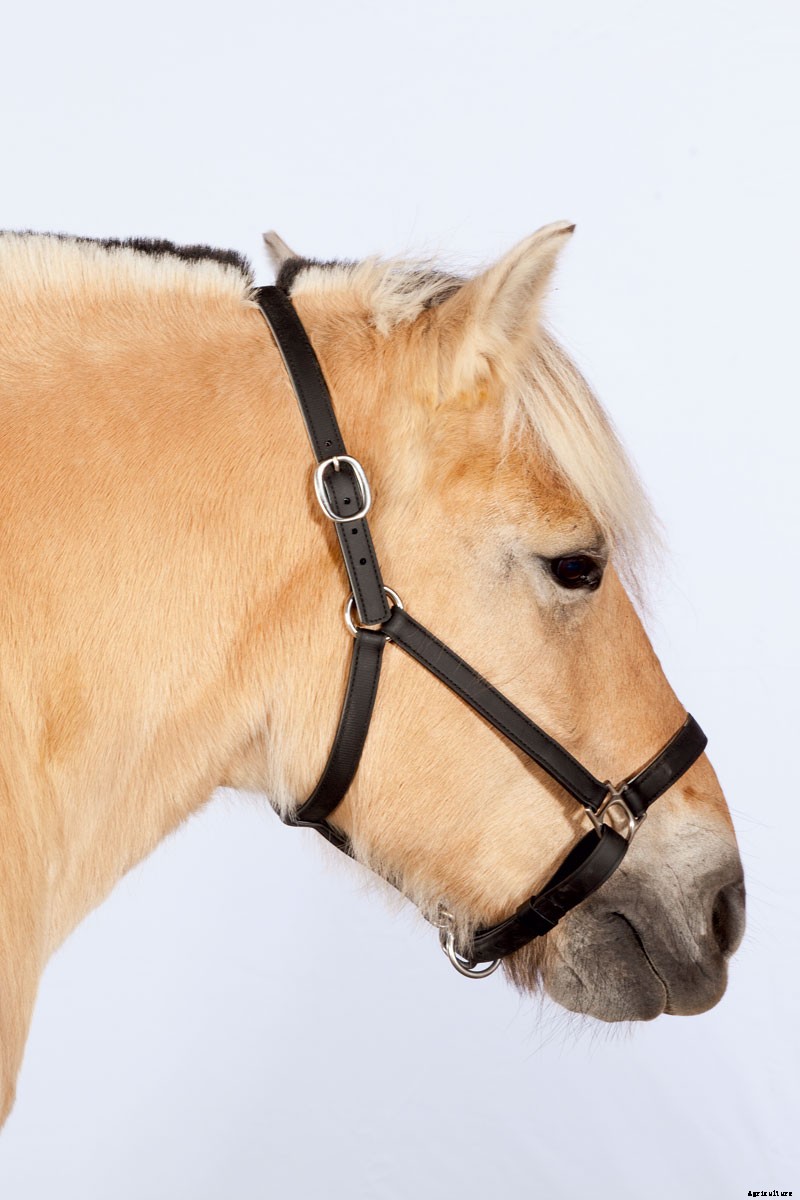 Harness the Power of Draft Horses