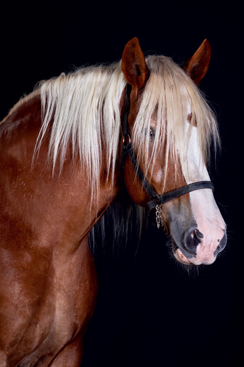 Harness the Power of Draft Horses