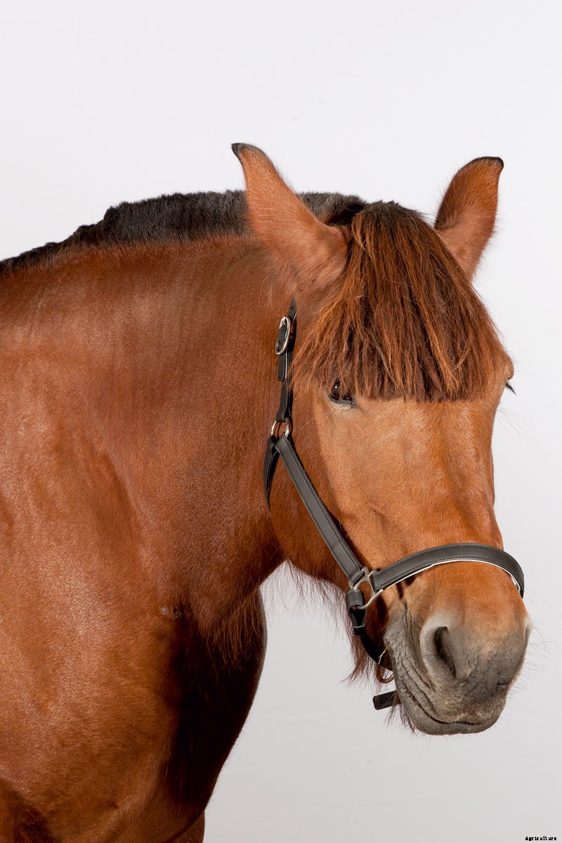 Harness the Power of Draft Horses