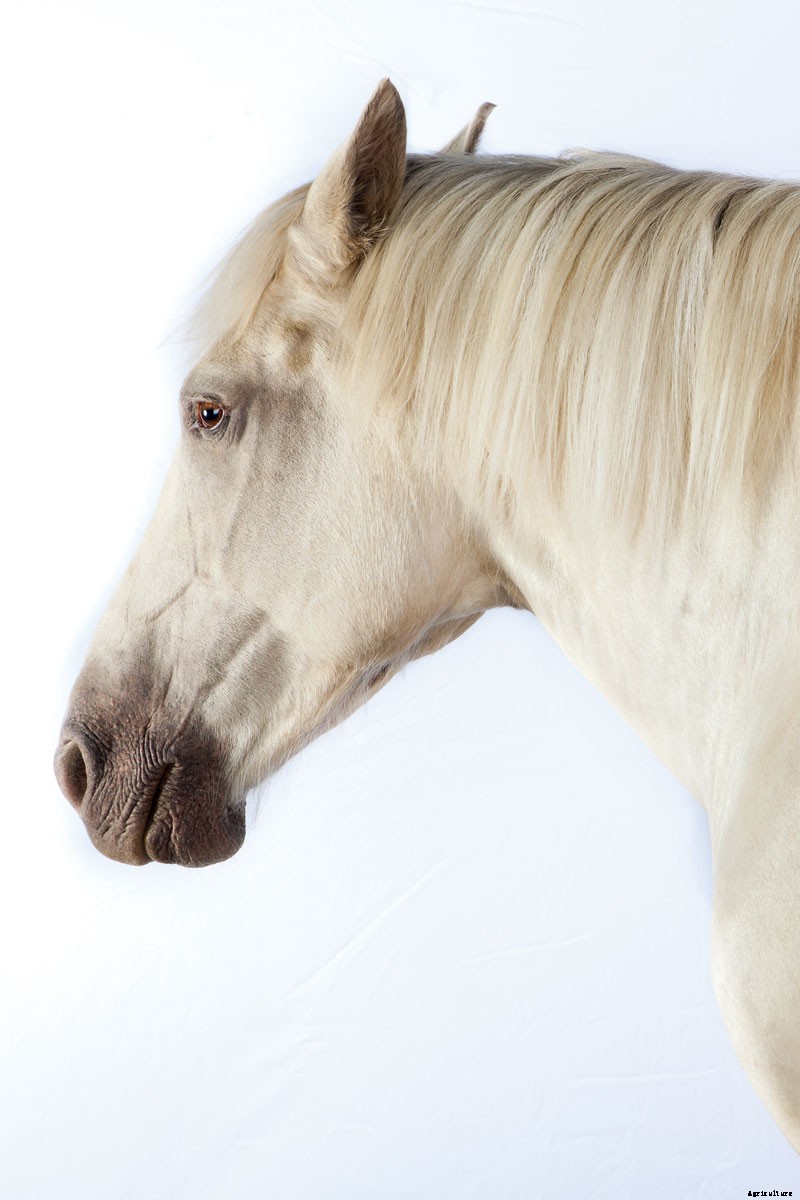 Harness the Power of Draft Horses