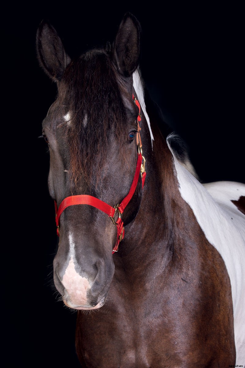 Harness the Power of Draft Horses