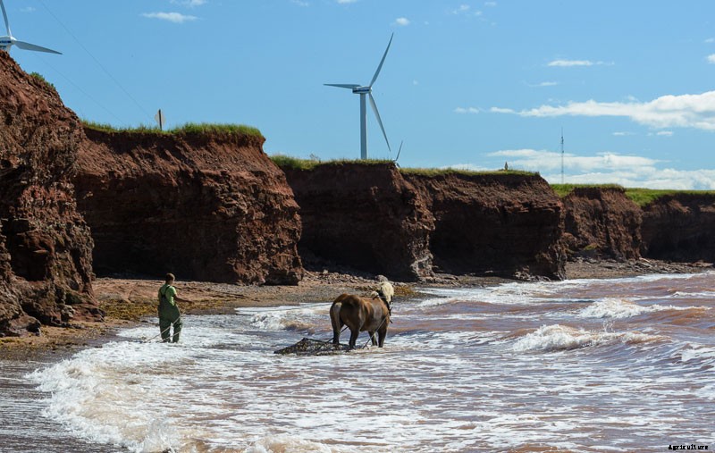 The Seafaring Draft Horses of Prince Edward Island