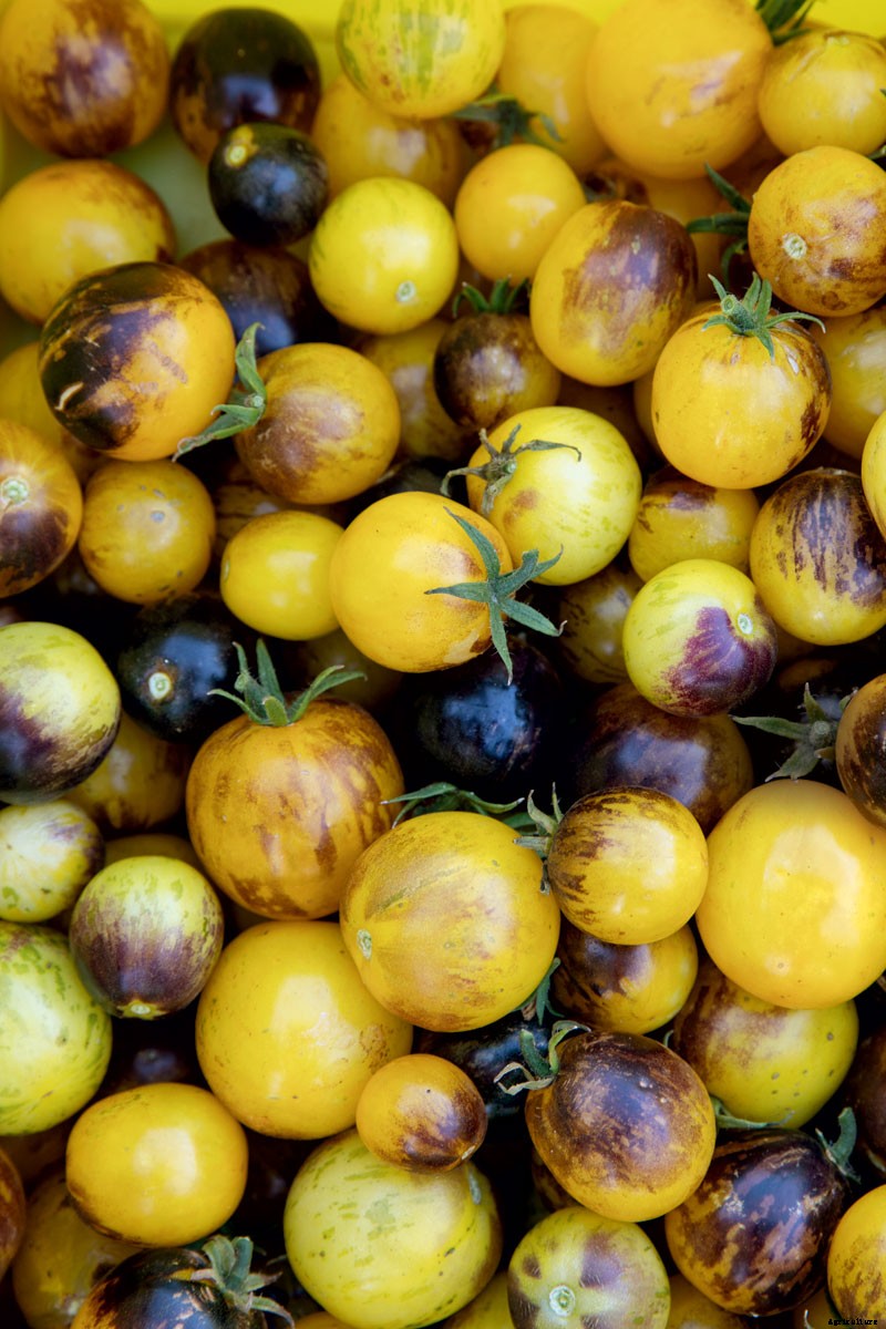 The Outsize Importance of the Tiny Organic Seed