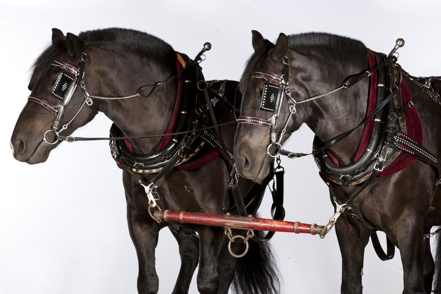 Behind the Scenes of our Draft Horse Cover Shoot