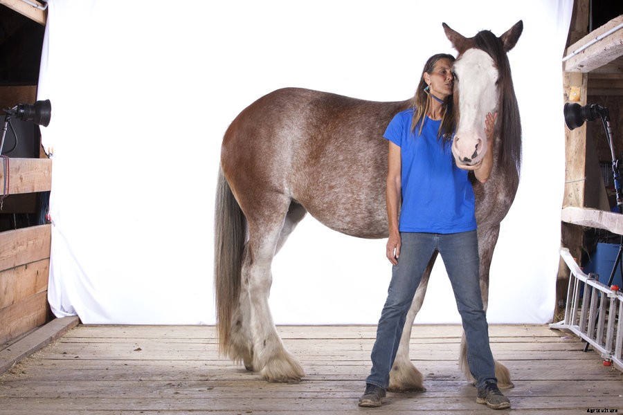 Behind the Scenes of our Draft Horse Cover Shoot